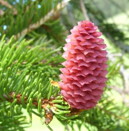 Pine Essential Oil Hungary 1